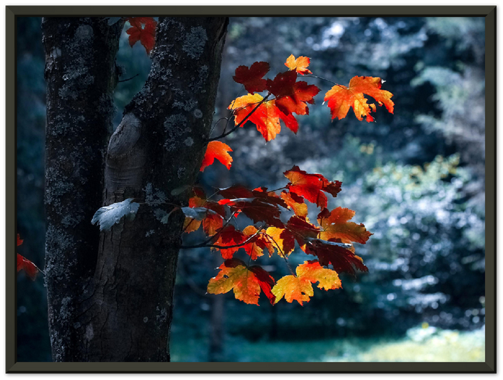 Maple Leaf - Print - MetalPlex