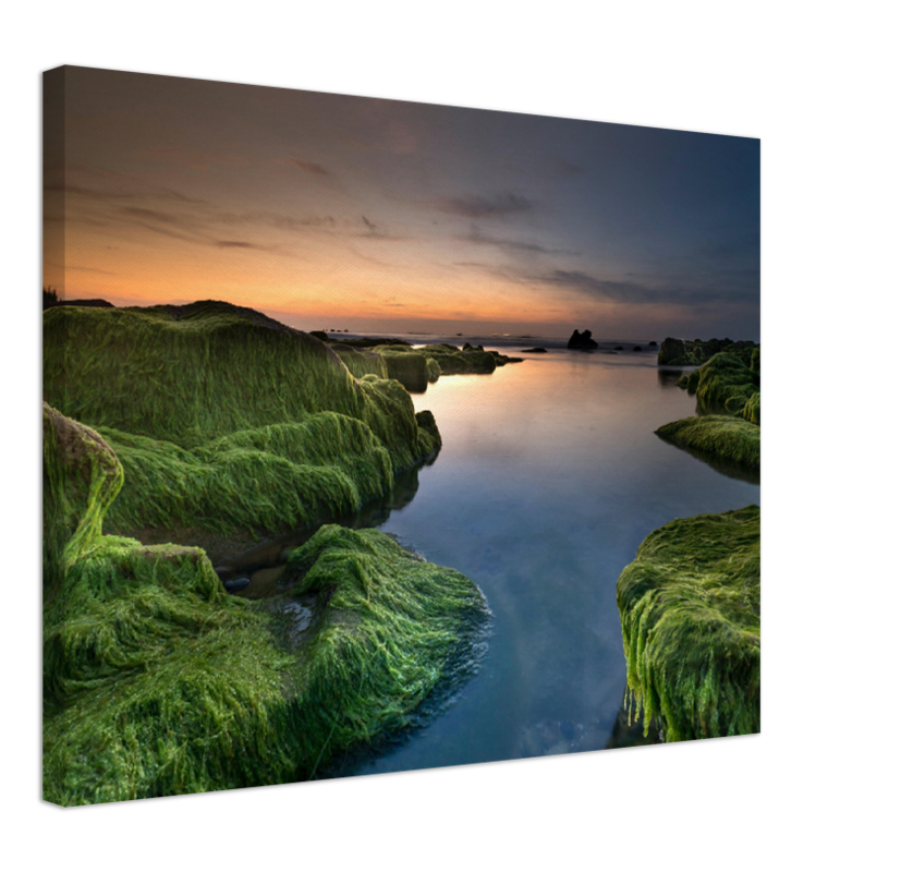 Mossy Beach - Print - MetalPlex