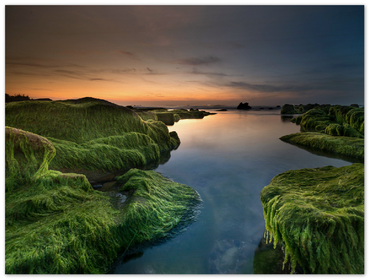Mossy Beach - Print - MetalPlex