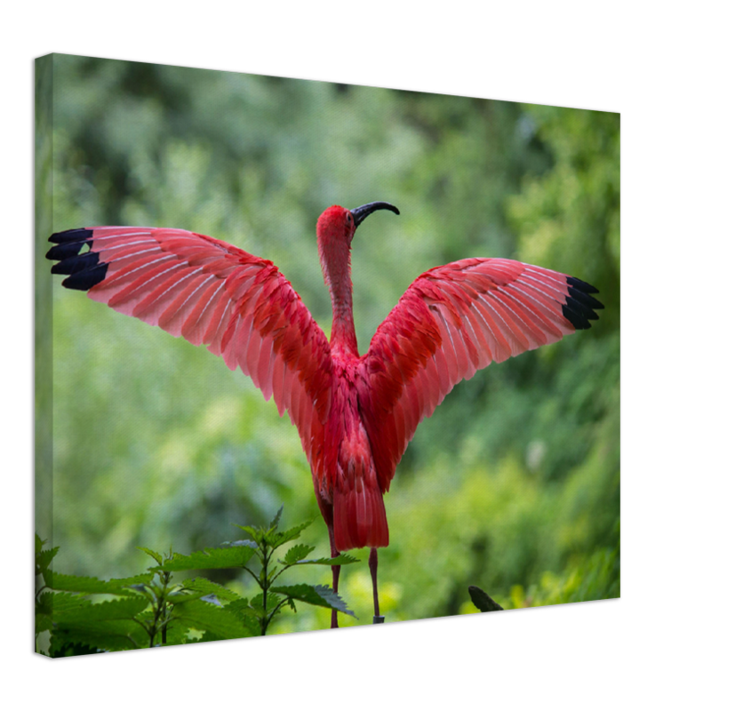 Pink Bird - Print - MetalPlex