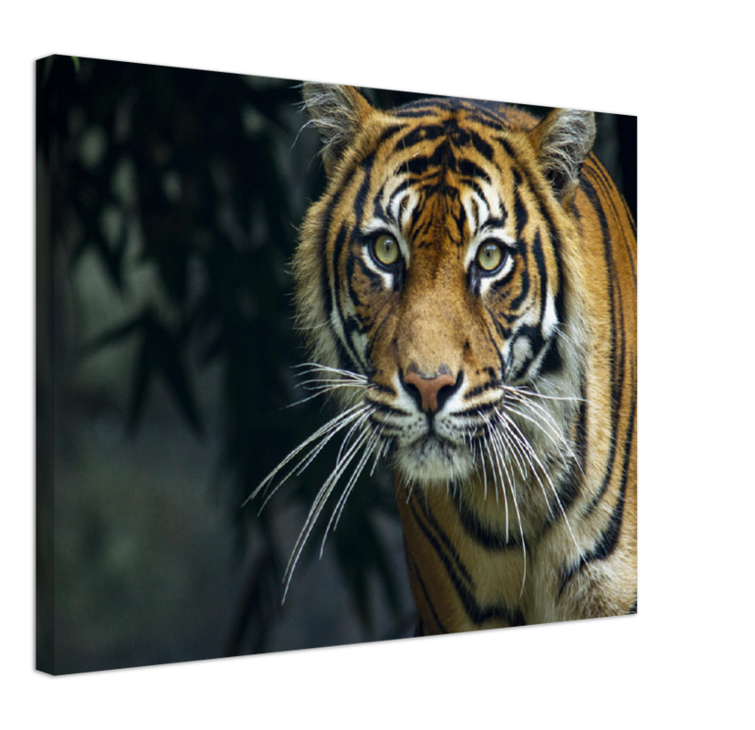 Prowling Tiger - Print - MetalPlex