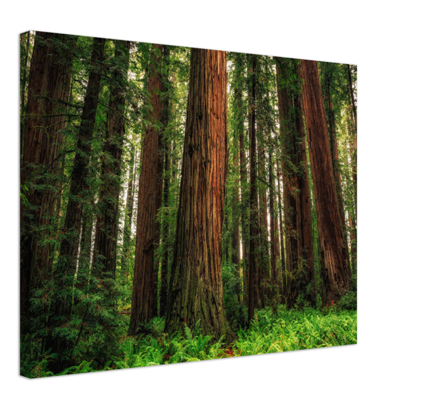 Redwood Ferns - Print - MetalPlex