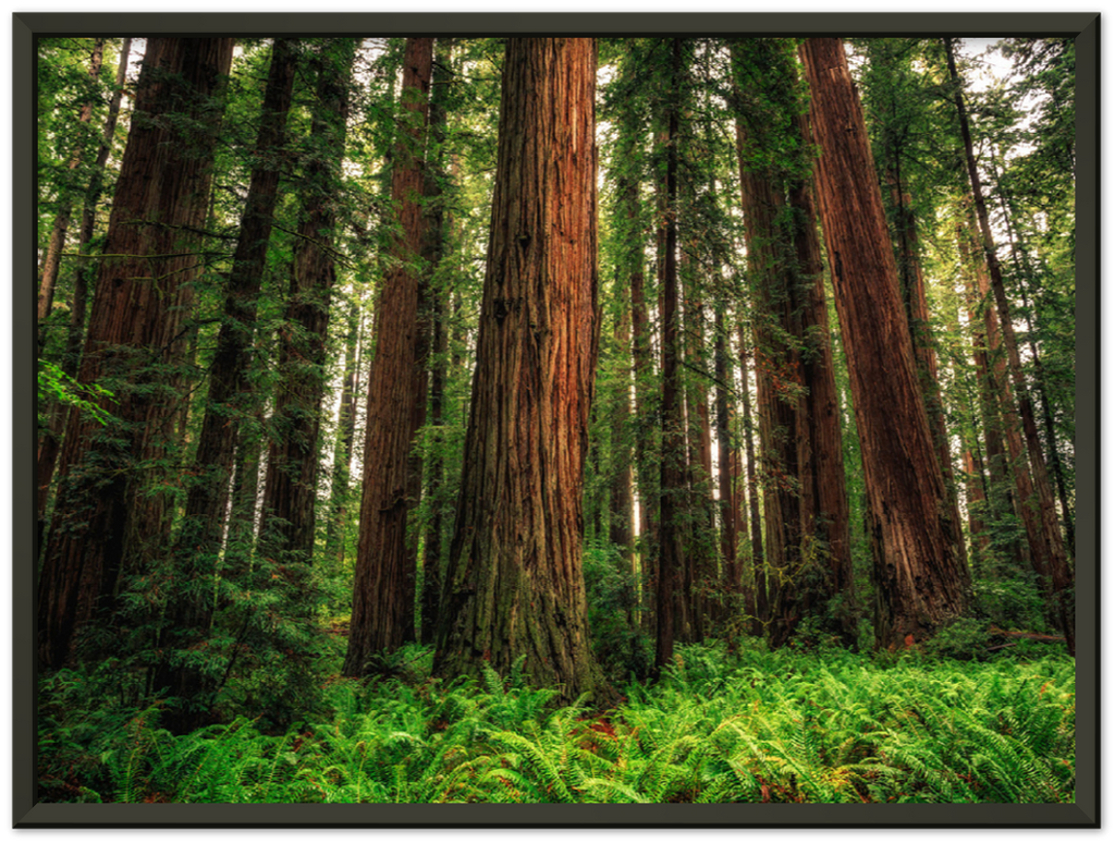 Redwood Ferns - Print - MetalPlex