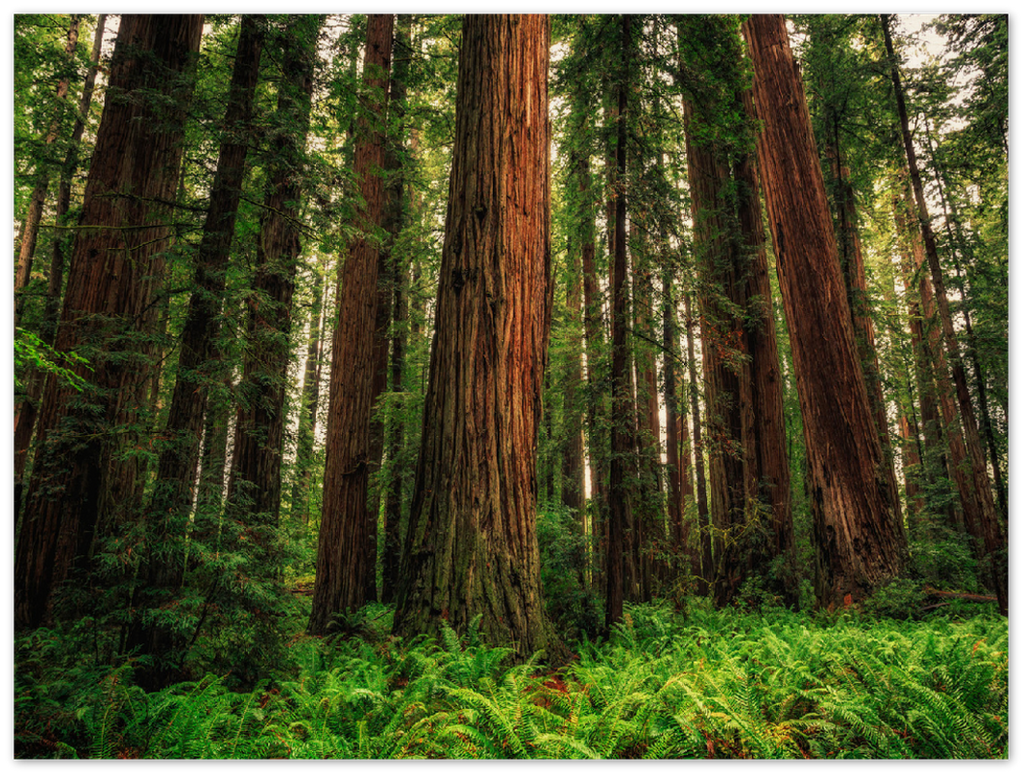 Redwood Ferns - Print - MetalPlex