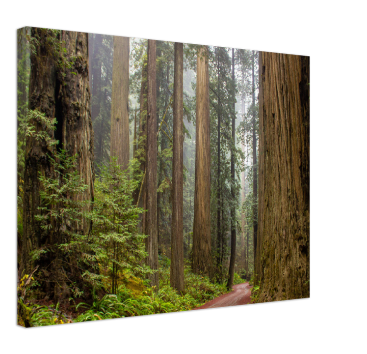Redwood Forest - Print - MetalPlex