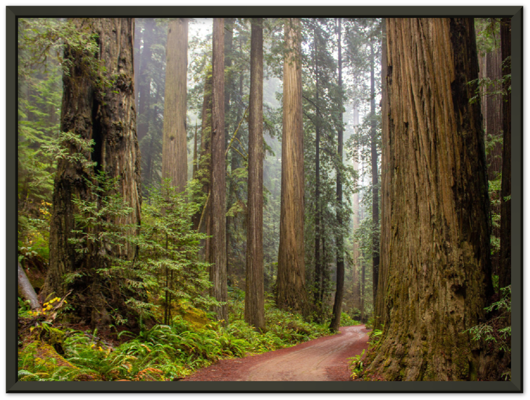 Redwood Forest - Print - MetalPlex