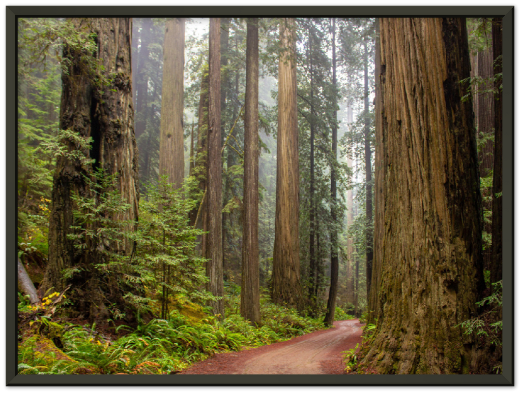 Redwood Forest - Print - MetalPlex