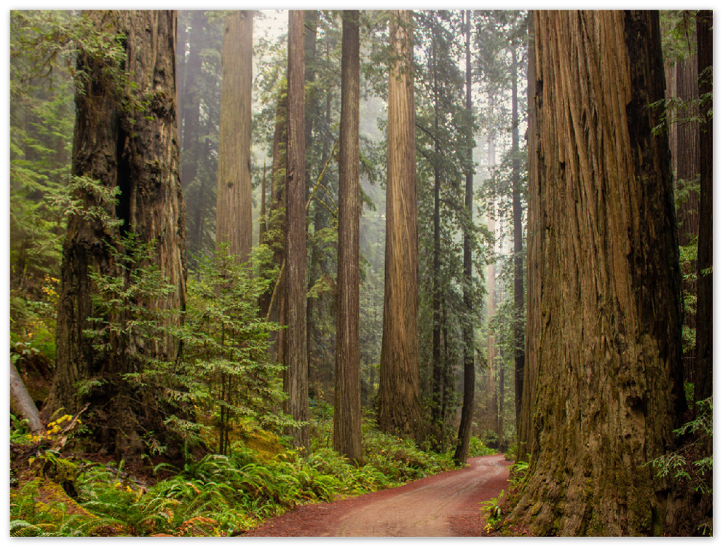 Redwood Forest - Print - MetalPlex