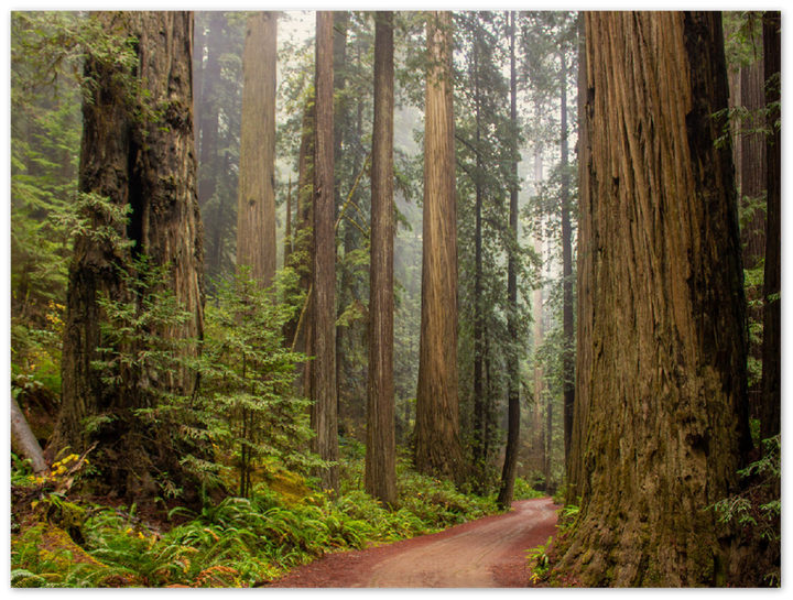 Redwood Forest - Print - MetalPlex