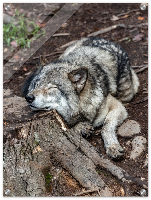 Resting Wolf - Print - MetalPlex