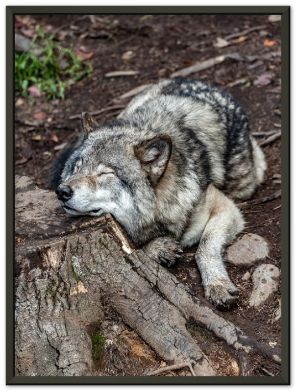 Resting Wolf - Print - MetalPlex