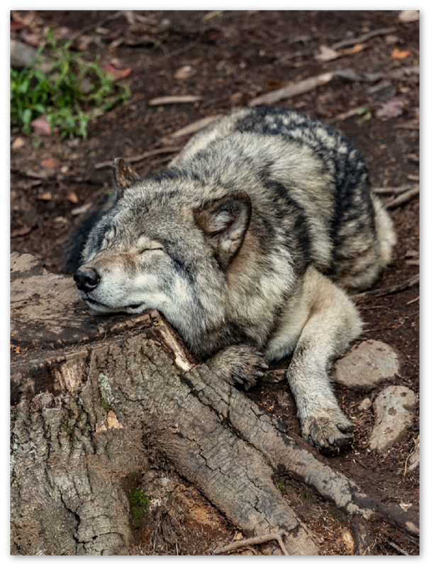 Resting Wolf - Print - MetalPlex