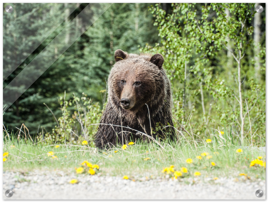 Roadside Bear - Print - MetalPlex