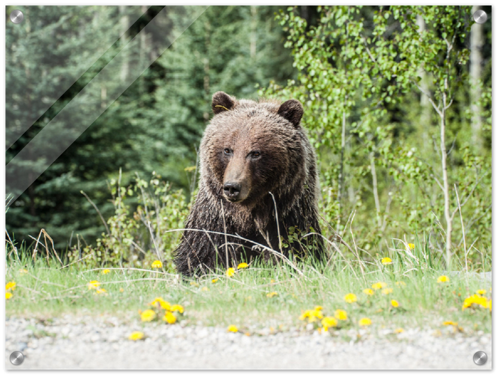 Roadside Bear - Print - MetalPlex