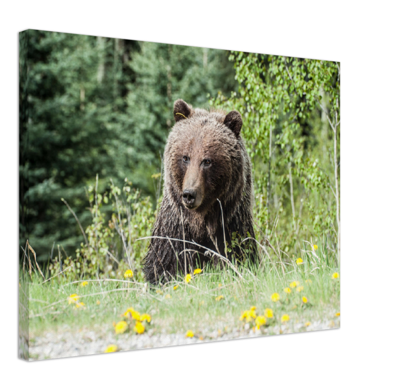 Roadside Bear - Print - MetalPlex