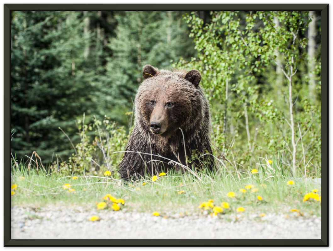 Roadside Bear - Print - MetalPlex