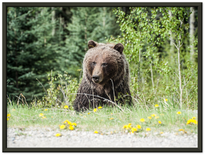 Roadside Bear - Print - MetalPlex
