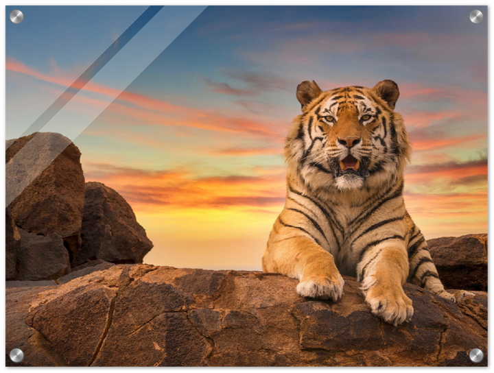 Safari Tiger - Print - MetalPlex