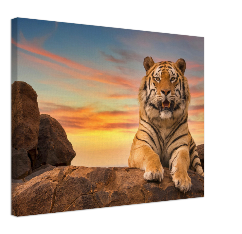 Safari Tiger - Print - MetalPlex