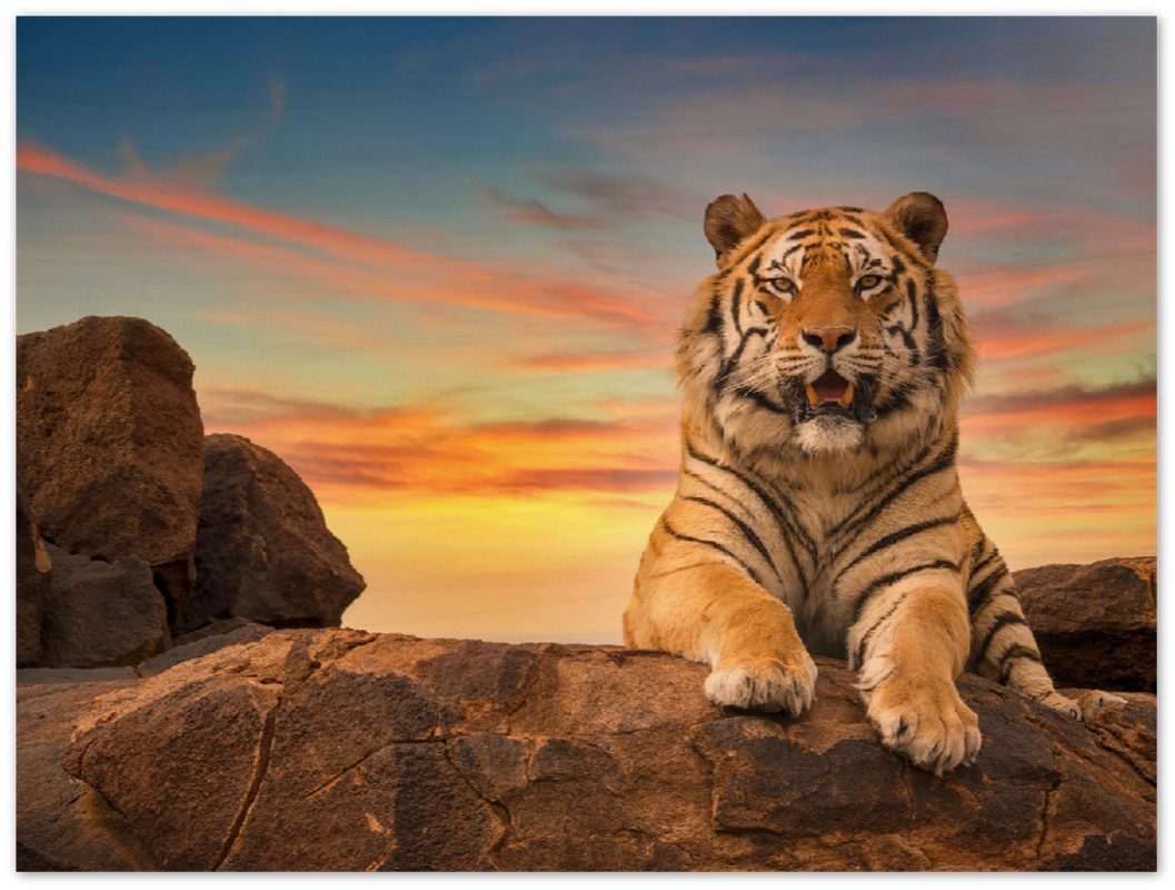 Safari Tiger - Print - MetalPlex