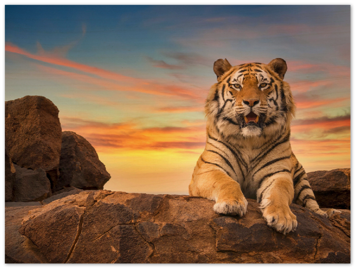Safari Tiger - Print - MetalPlex