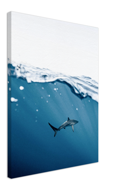Shark Near Surface - Print - MetalPlex