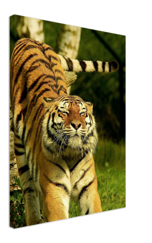 Stretching Tiger - Print - MetalPlex