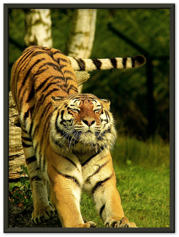 Stretching Tiger - Print - MetalPlex
