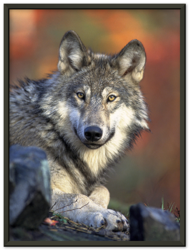 Wolf - Print - MetalPlex