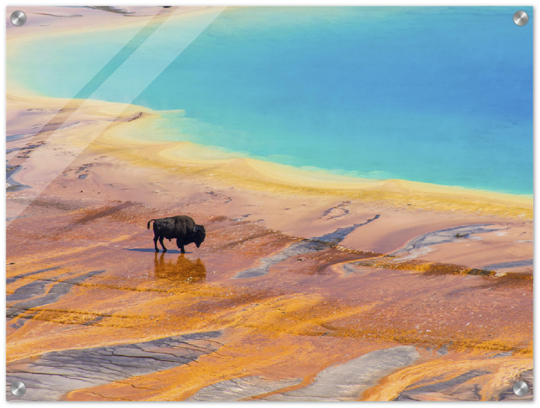 Yellowstone Prismatic Spring - Print - MetalPlex