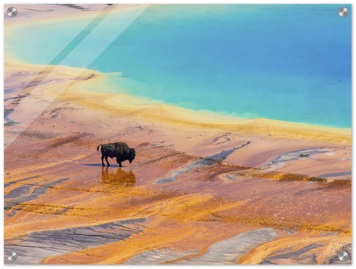 Yellowstone Prismatic Spring - Print - MetalPlex