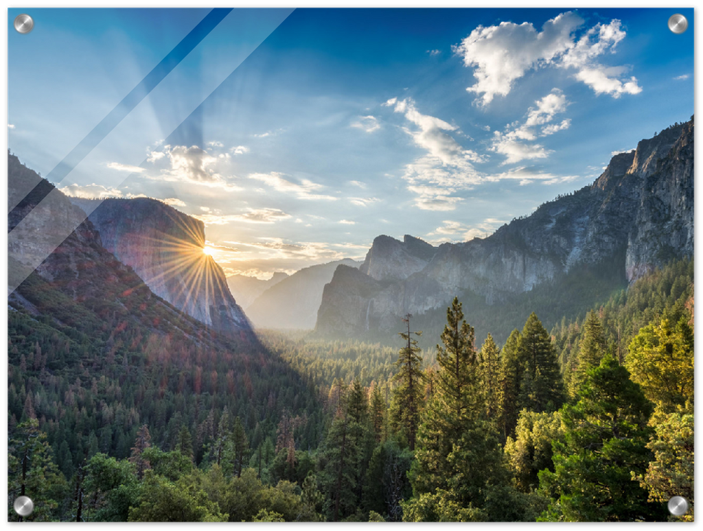 Yosemite Forest - Print - MetalPlex