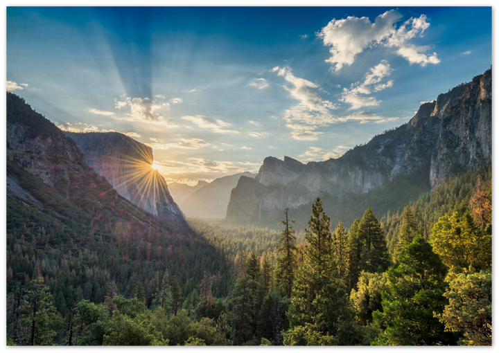 Yosemite Forest - Print - MetalPlex