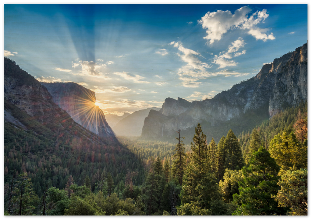 Yosemite Forest - Print - MetalPlex